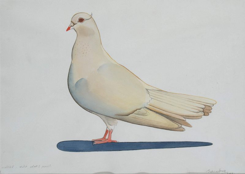 " Pigeon " 